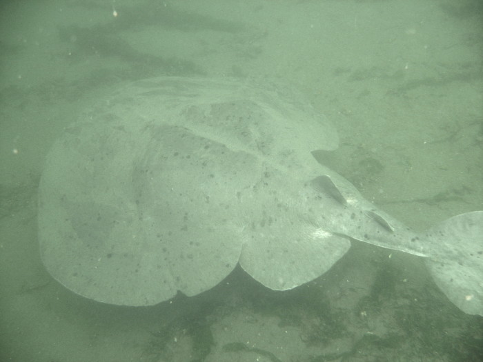 Pacific Electric Ray