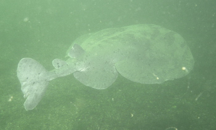 Pacific Electric Ray