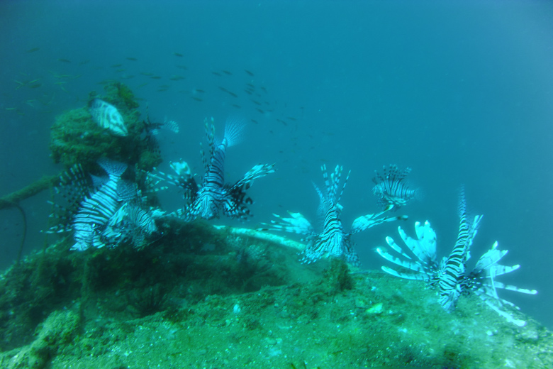 Pacific Lionfish