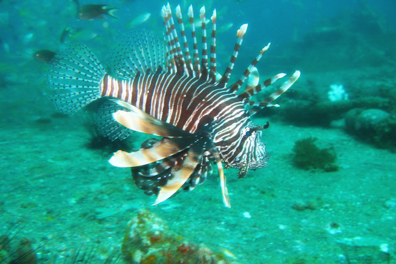 Pacific Lionfish