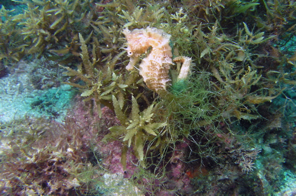 Pacific Seahorse