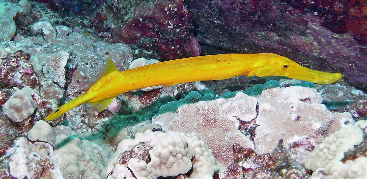 Pacific Trumpetfish - nunu