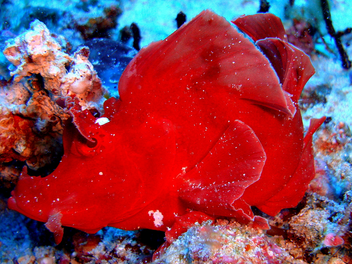 Paddle Flap Rhinopia Scorpion Fish