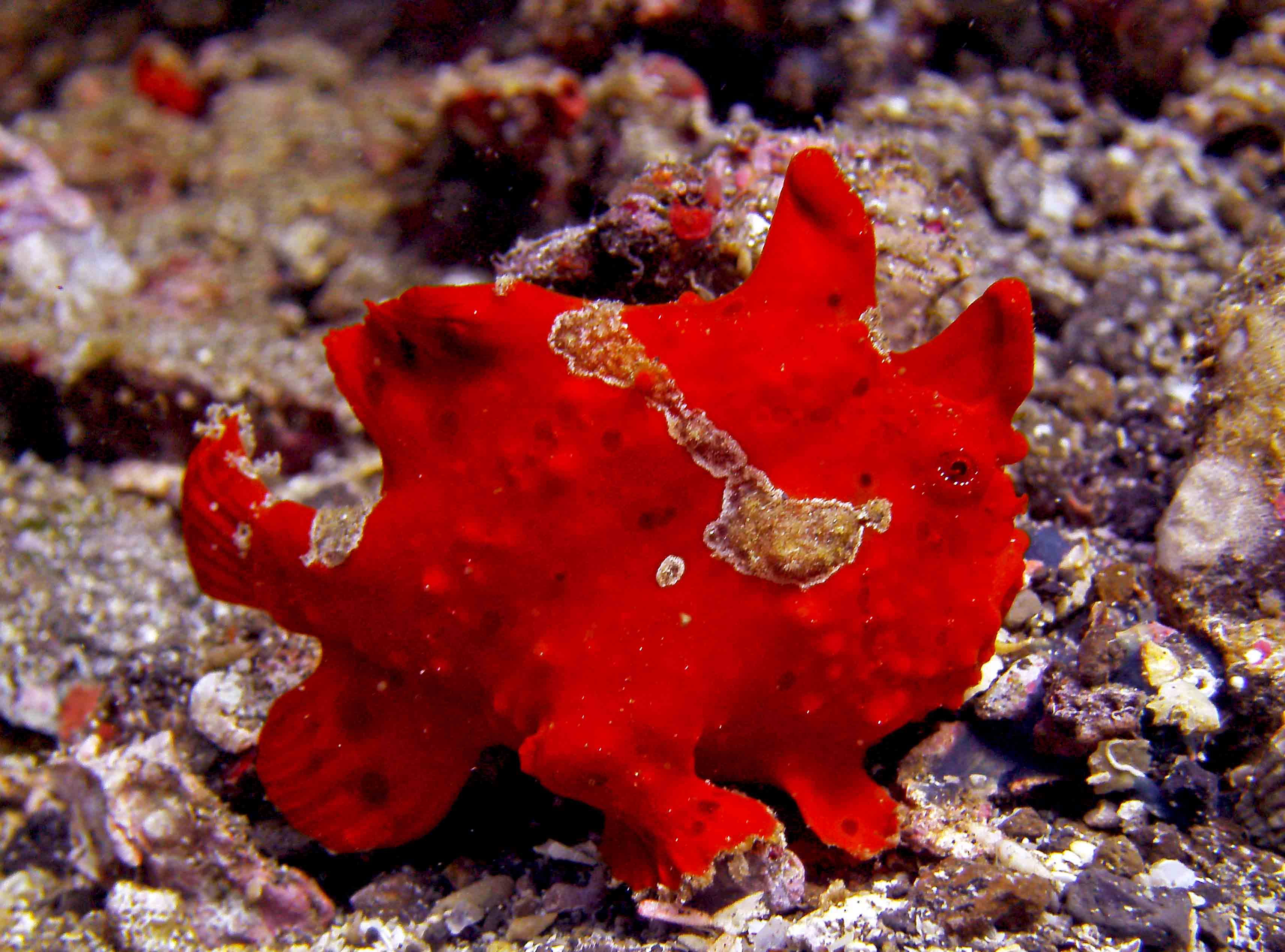 Painted Frog Fish At Lembeh