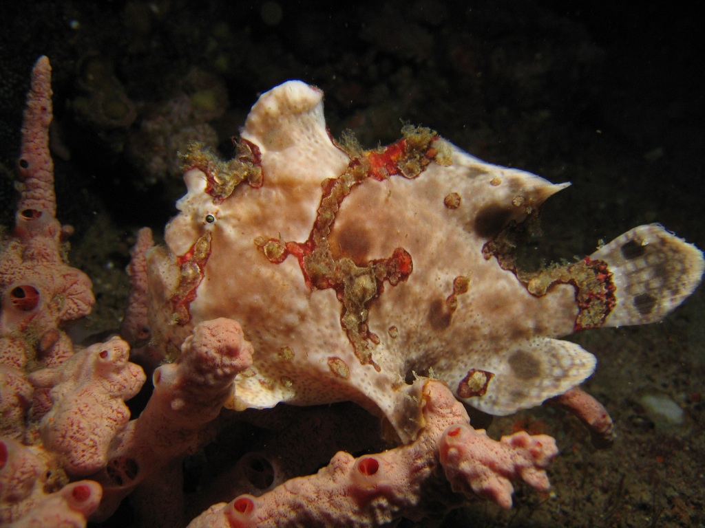 Painted Frogfish