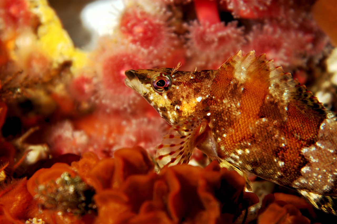 Painted Greenling at Metridium Wall