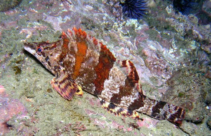 Painted Greenling - Cresent Bay/Seal Rock