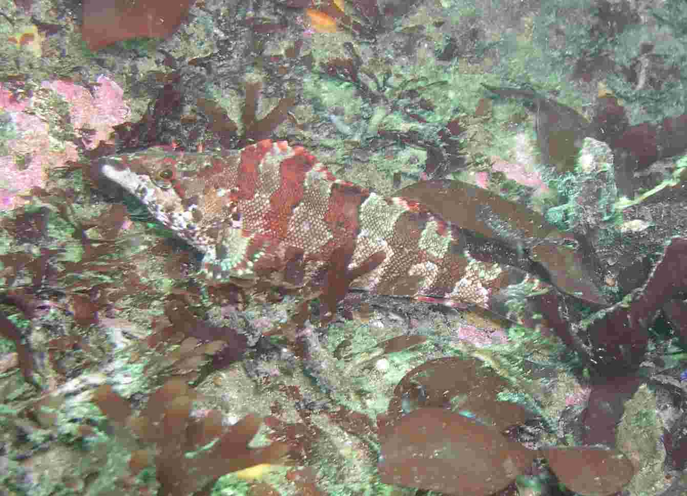 Painted Greenling