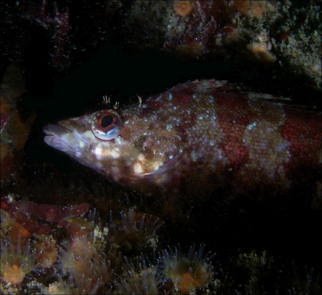 Painted Greenling