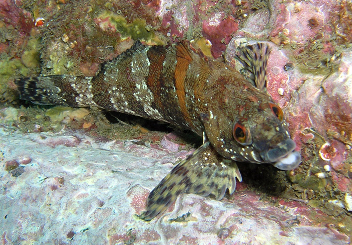 Painted Greenling