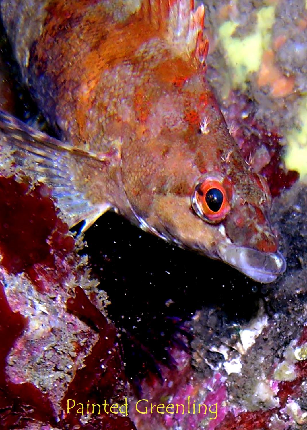 Painted Greenling