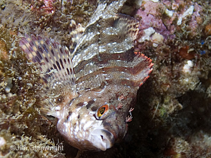 Painted Greenling