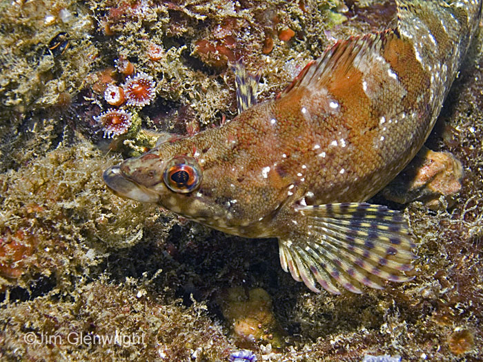 Painted Greenling