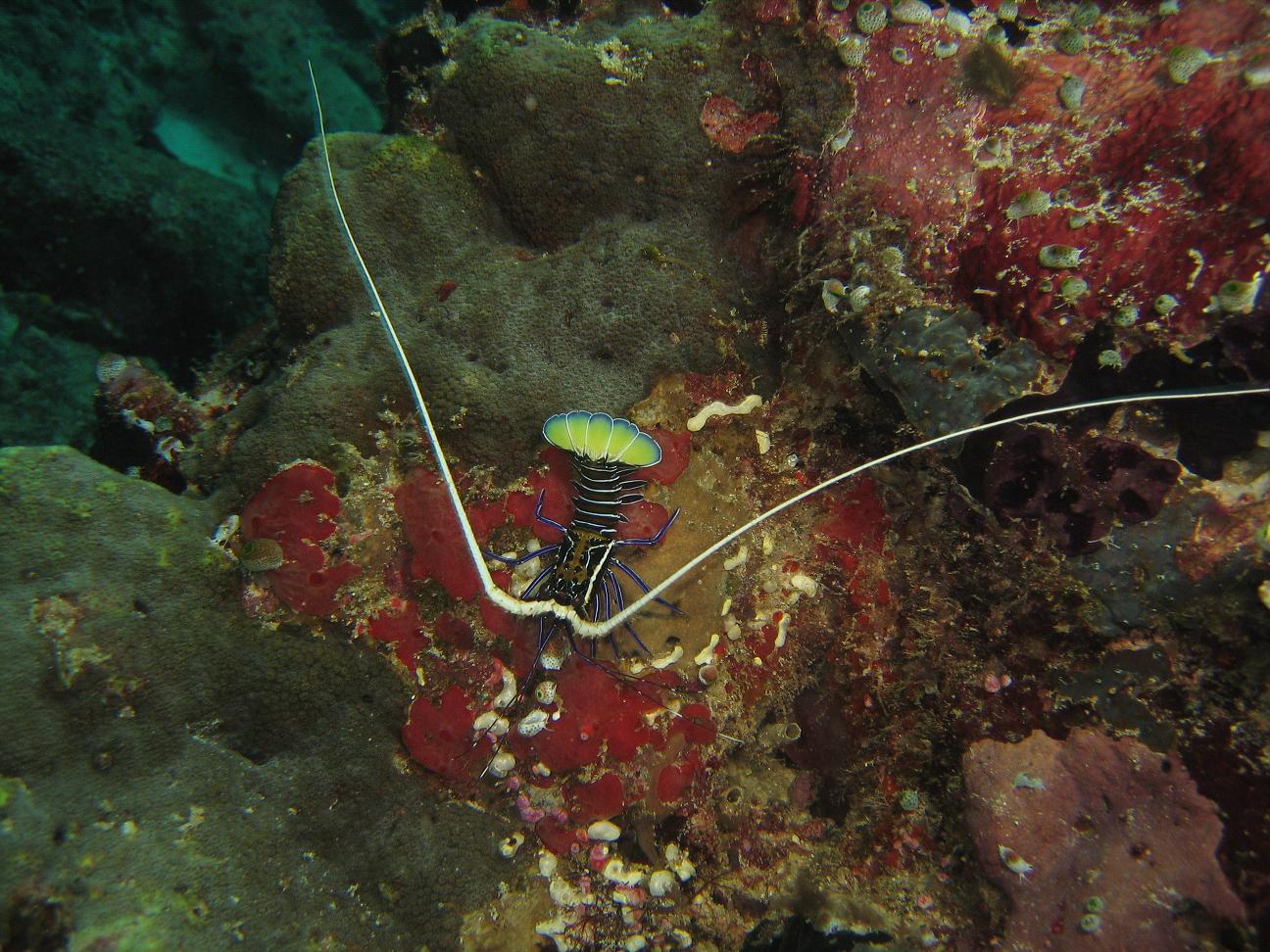 Painted Spiny Lobster - Panulirus versicolor