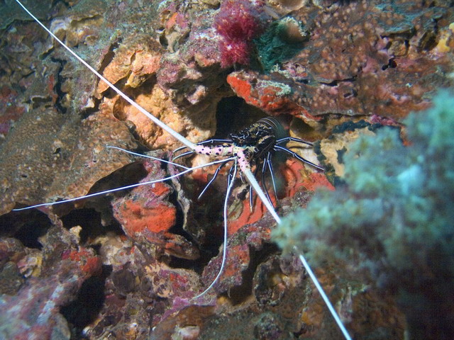 Painted Spiny Lobster