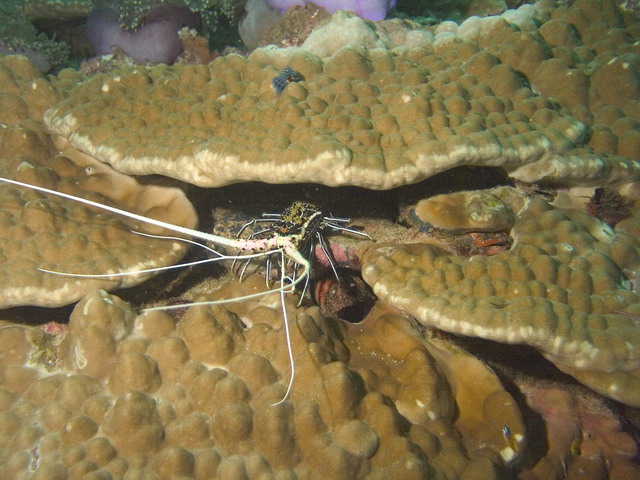 Painted Spiny Lobster