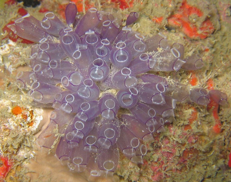 painted tunicate