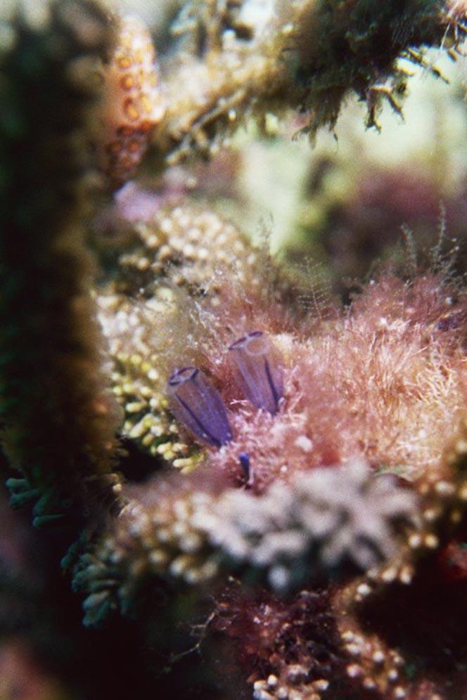 Painted Tunicates & Flamingo Tongue