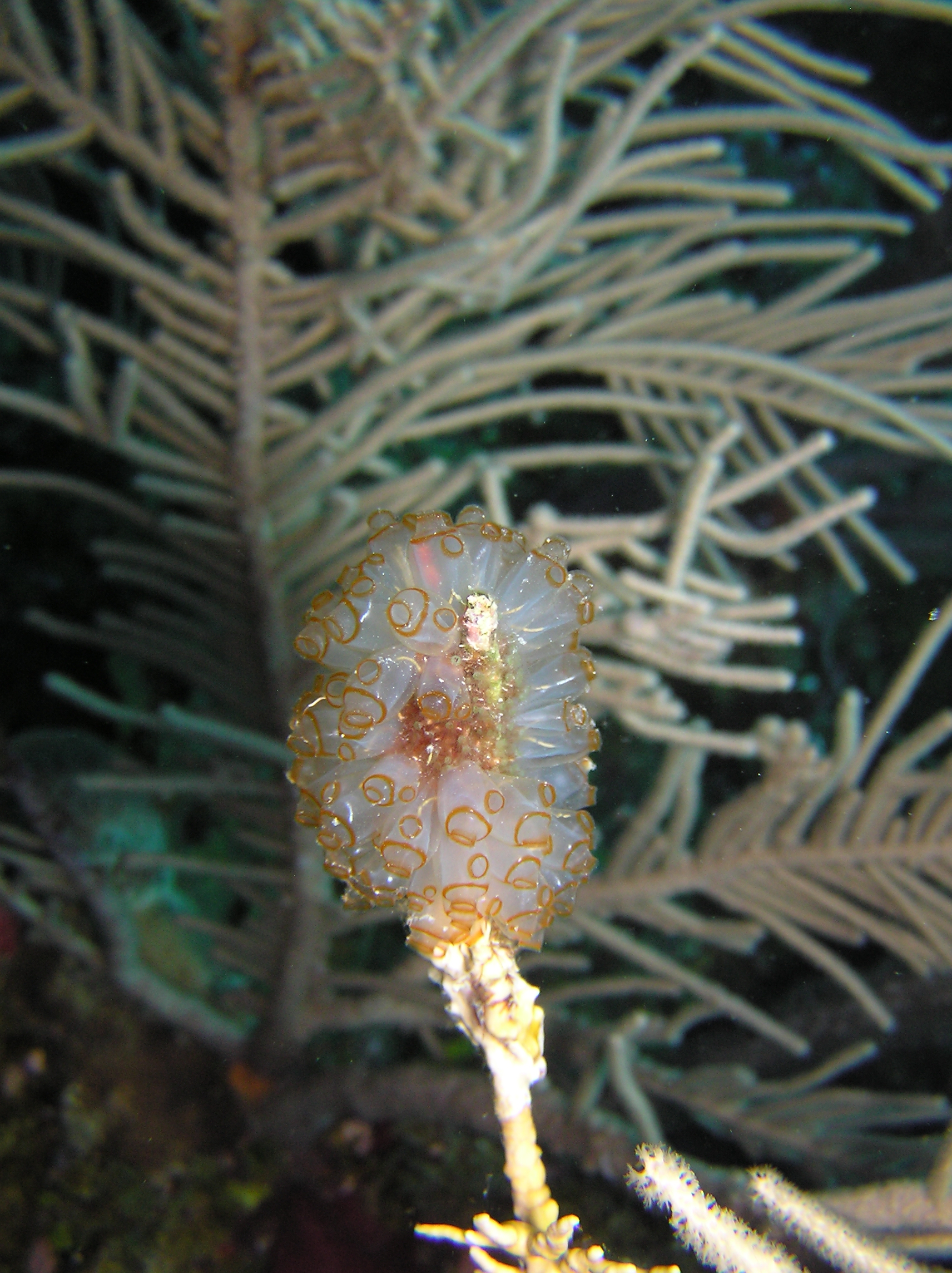 Painted Tunicates