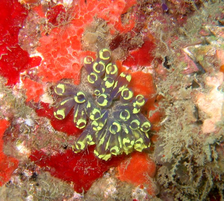 Painted Tunicates