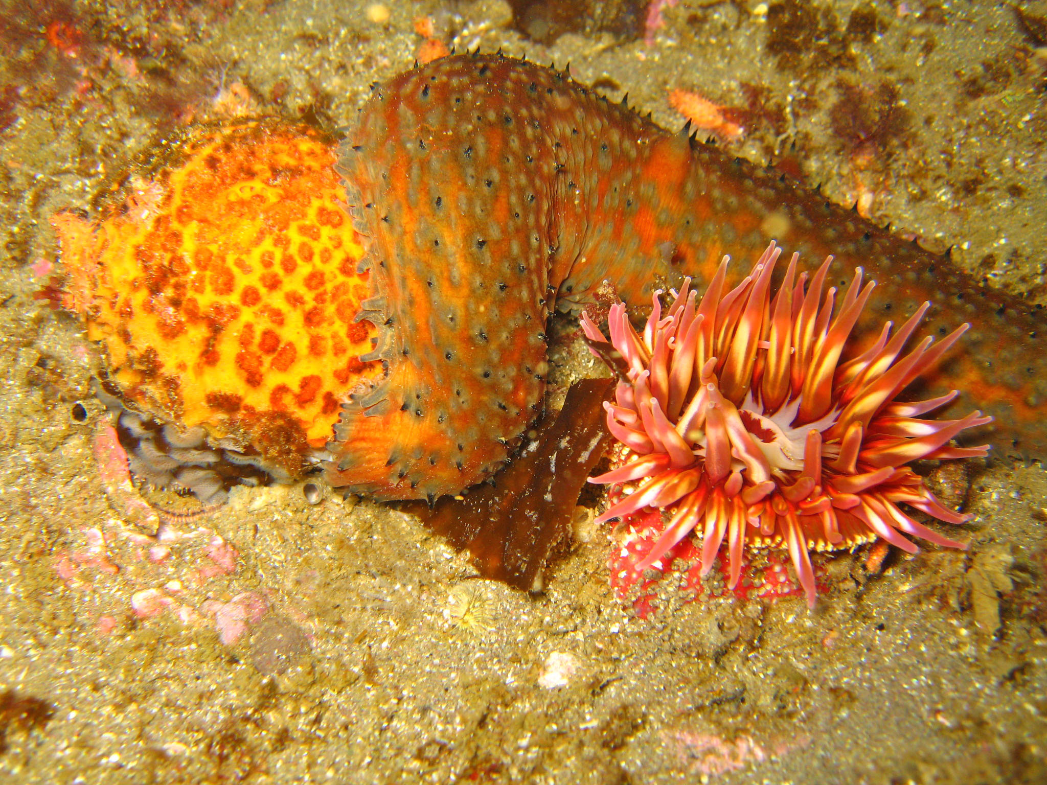 Painted Urticina and a California Sea Cucumber eating an Orange Puffball Sp