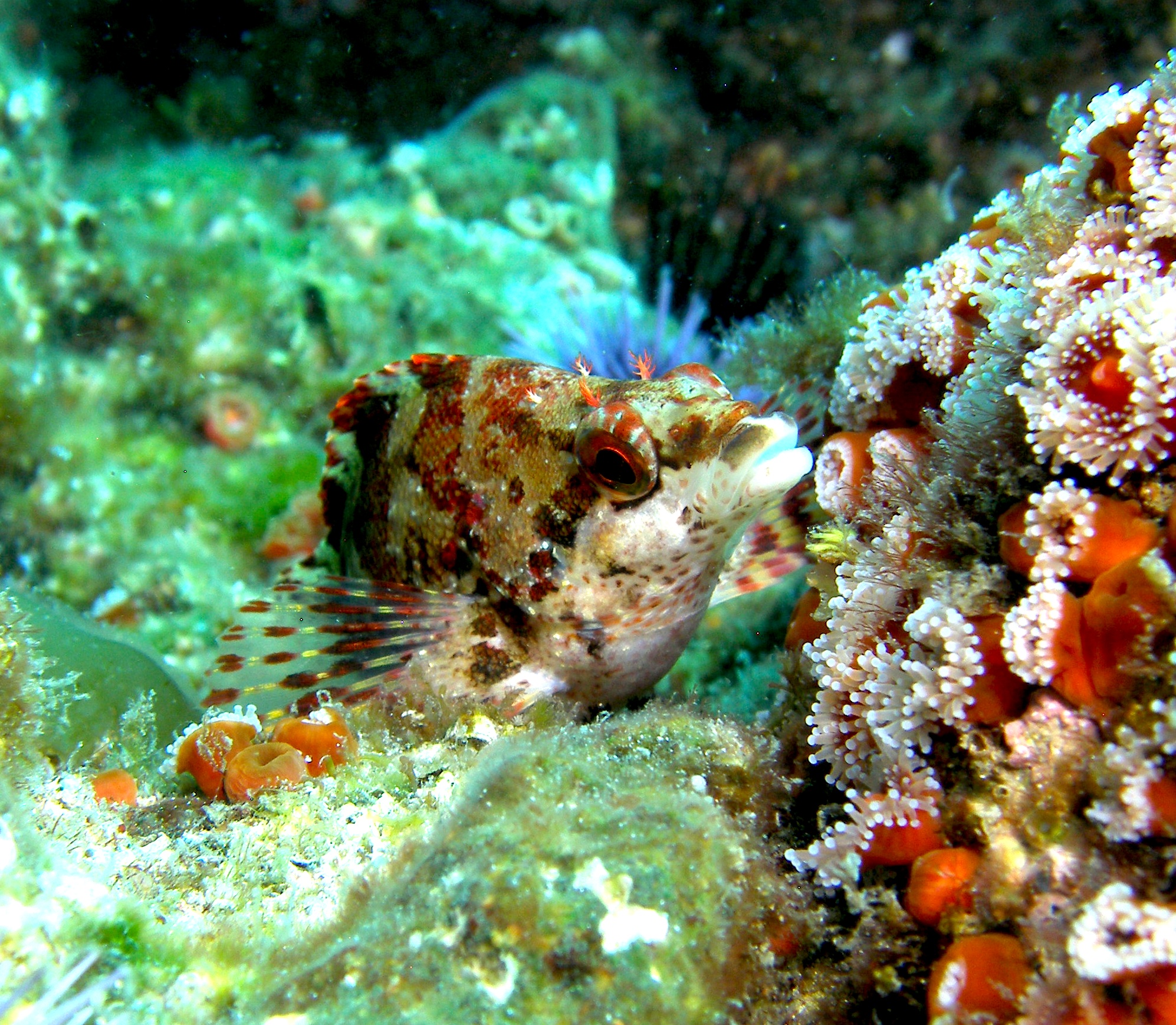 Painted_Greenling_Anacapa