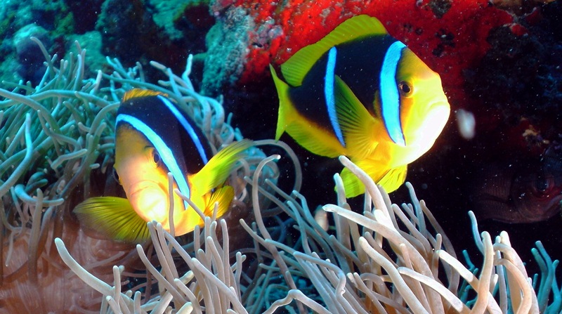 pair of Anemone fish