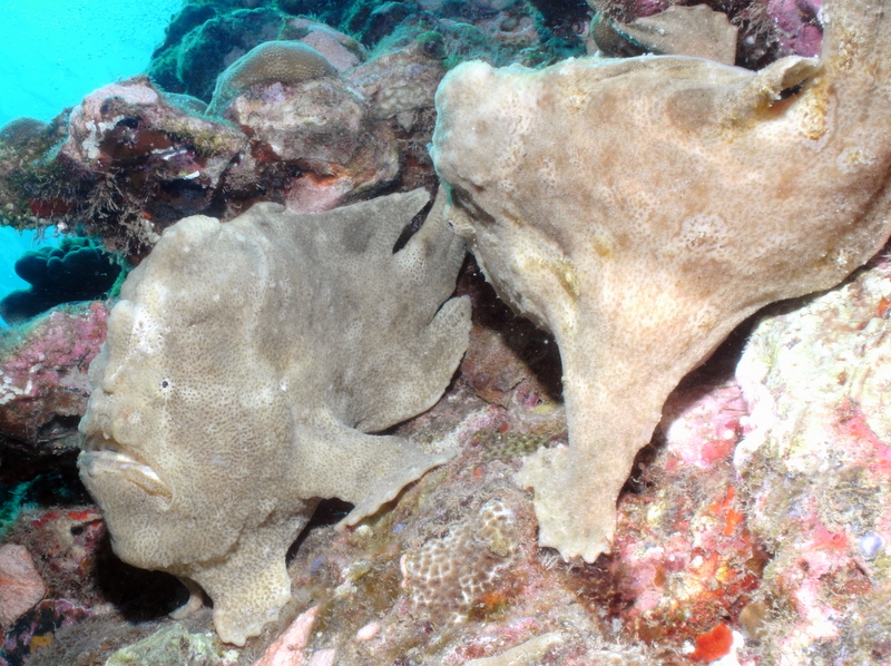 Pair of frogfish