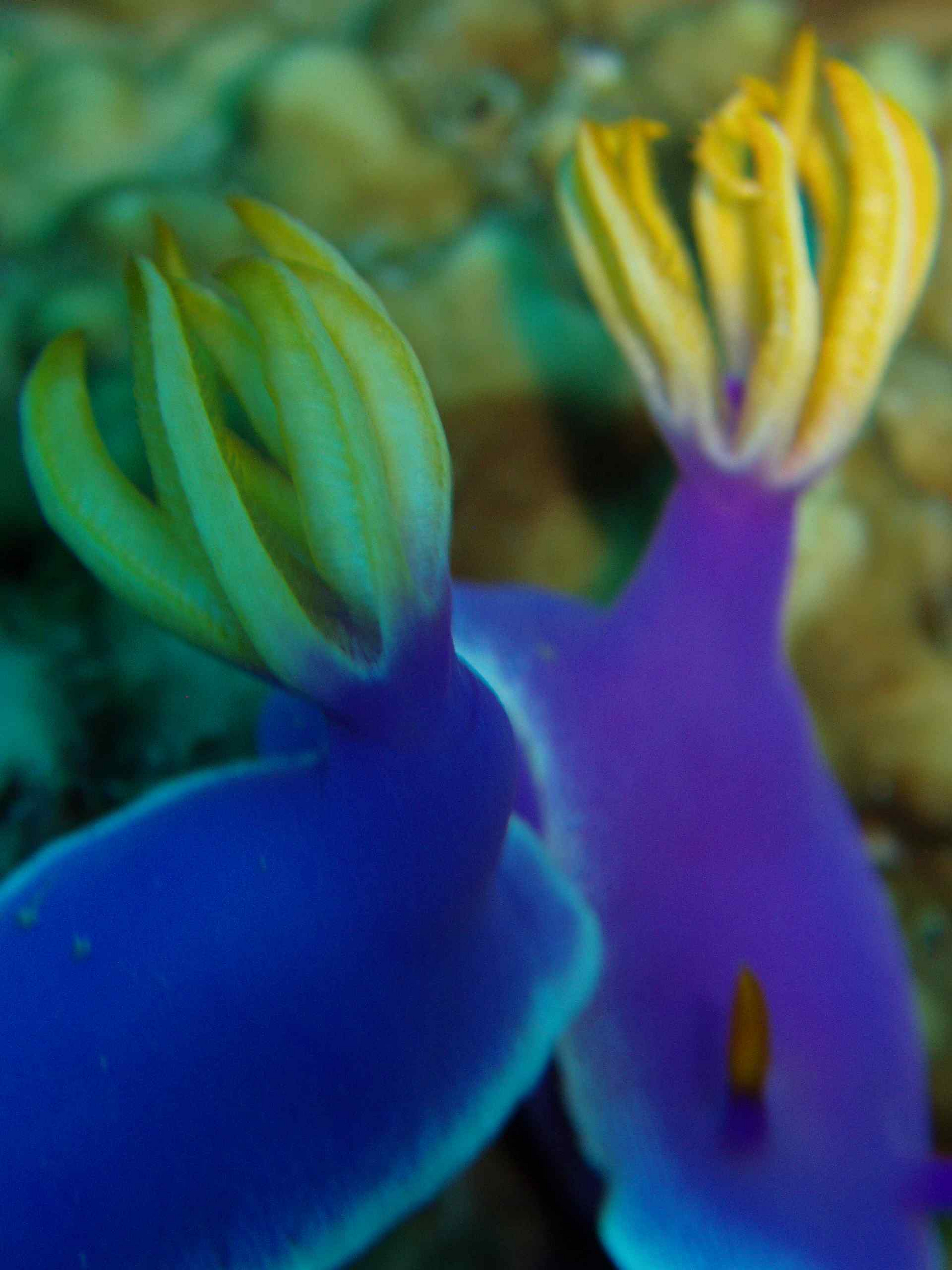 Pair of Nudibranchs