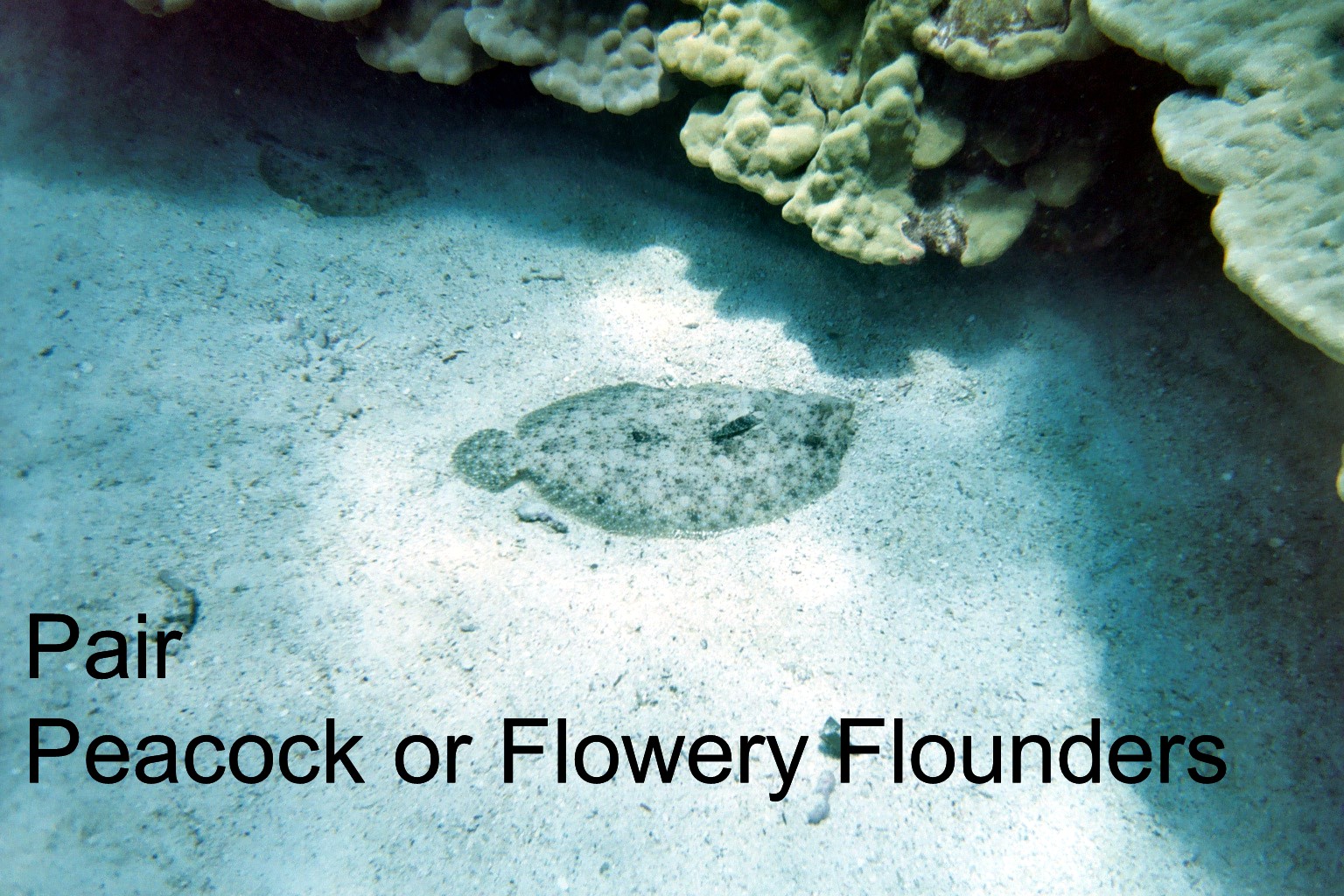 Pair of Peacock (or correctly) Flowery Flounders