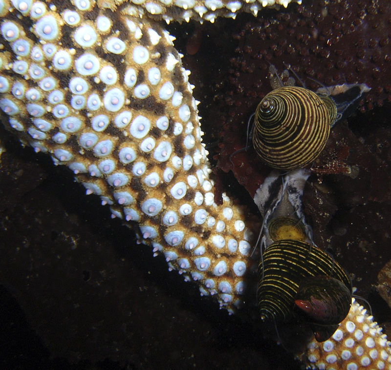 Pair of snails and Starfish