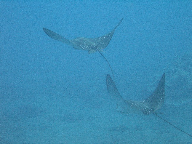 Pair of spotted eagle rays.