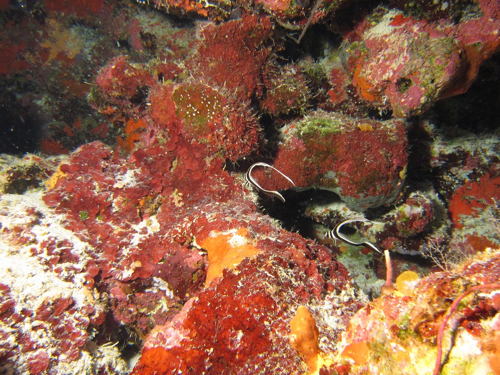 Pair_of_Spotted_Drum_Juveniles