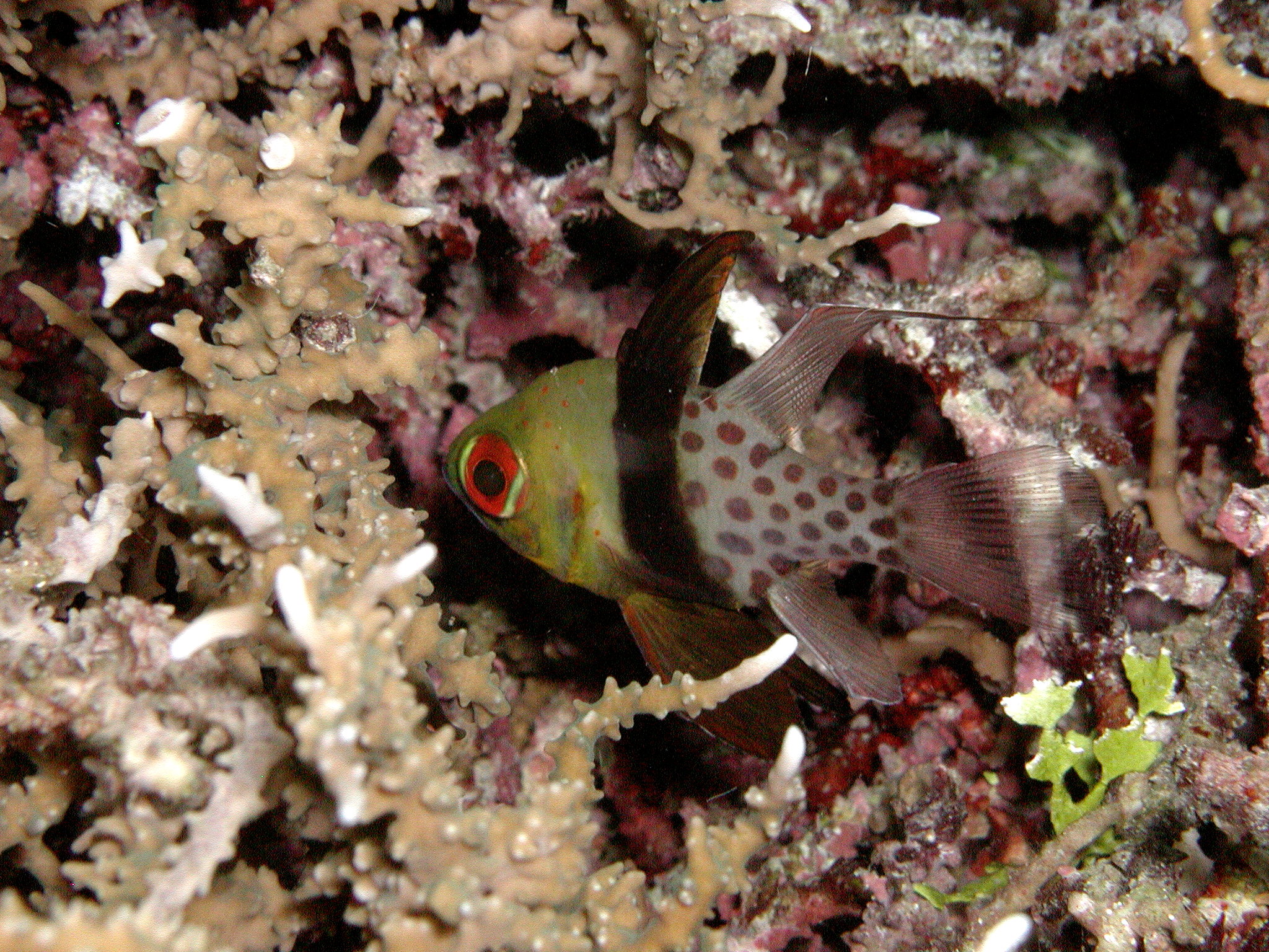 Pajama Cardinal Fish