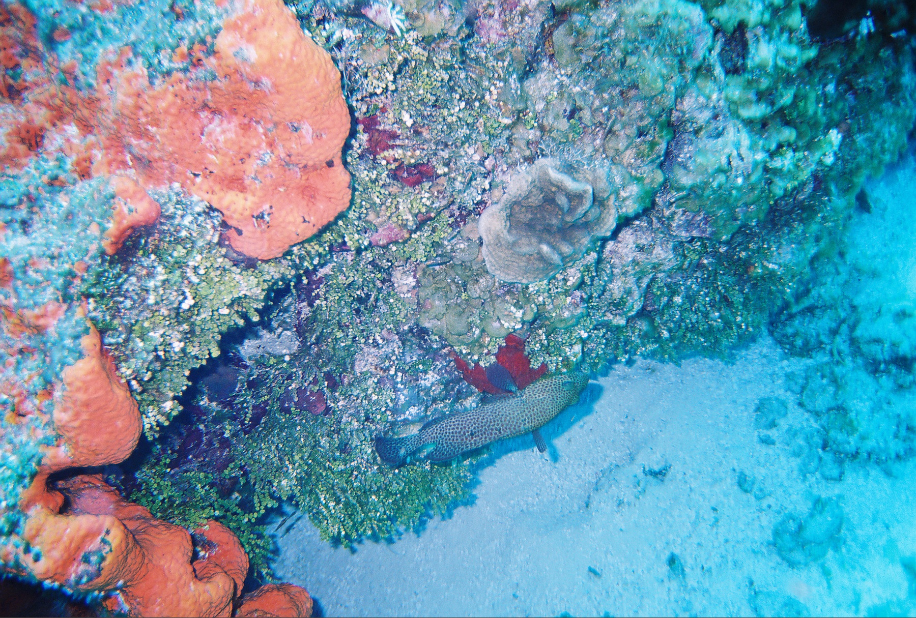 Palancar Reef