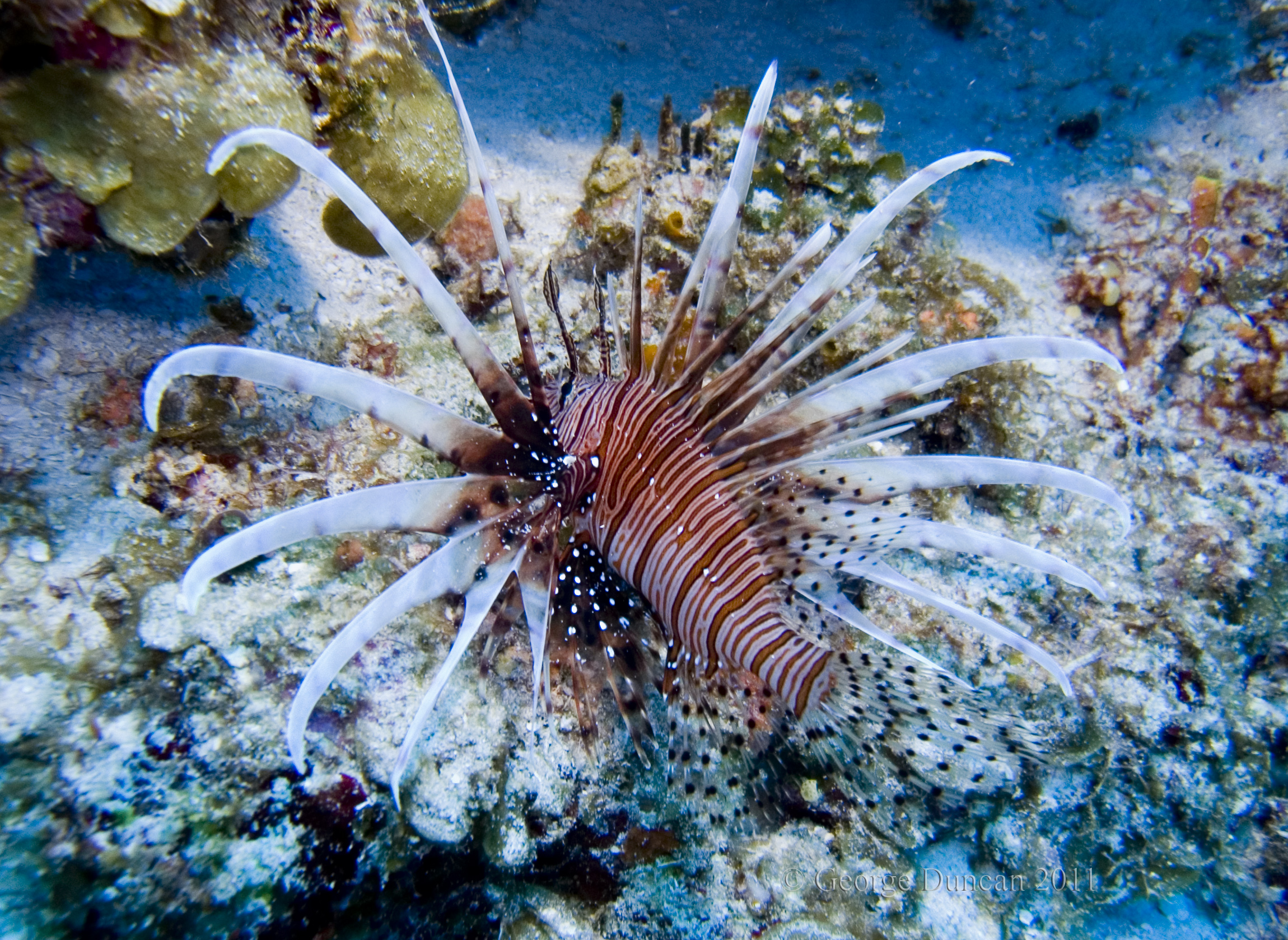Palancar_Garden_Lionfish2