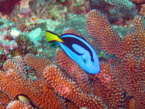 Palatte Surgeonfish