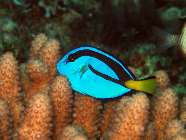 Palatte Surgeonfish