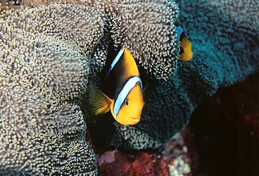 Palau Anenomefish