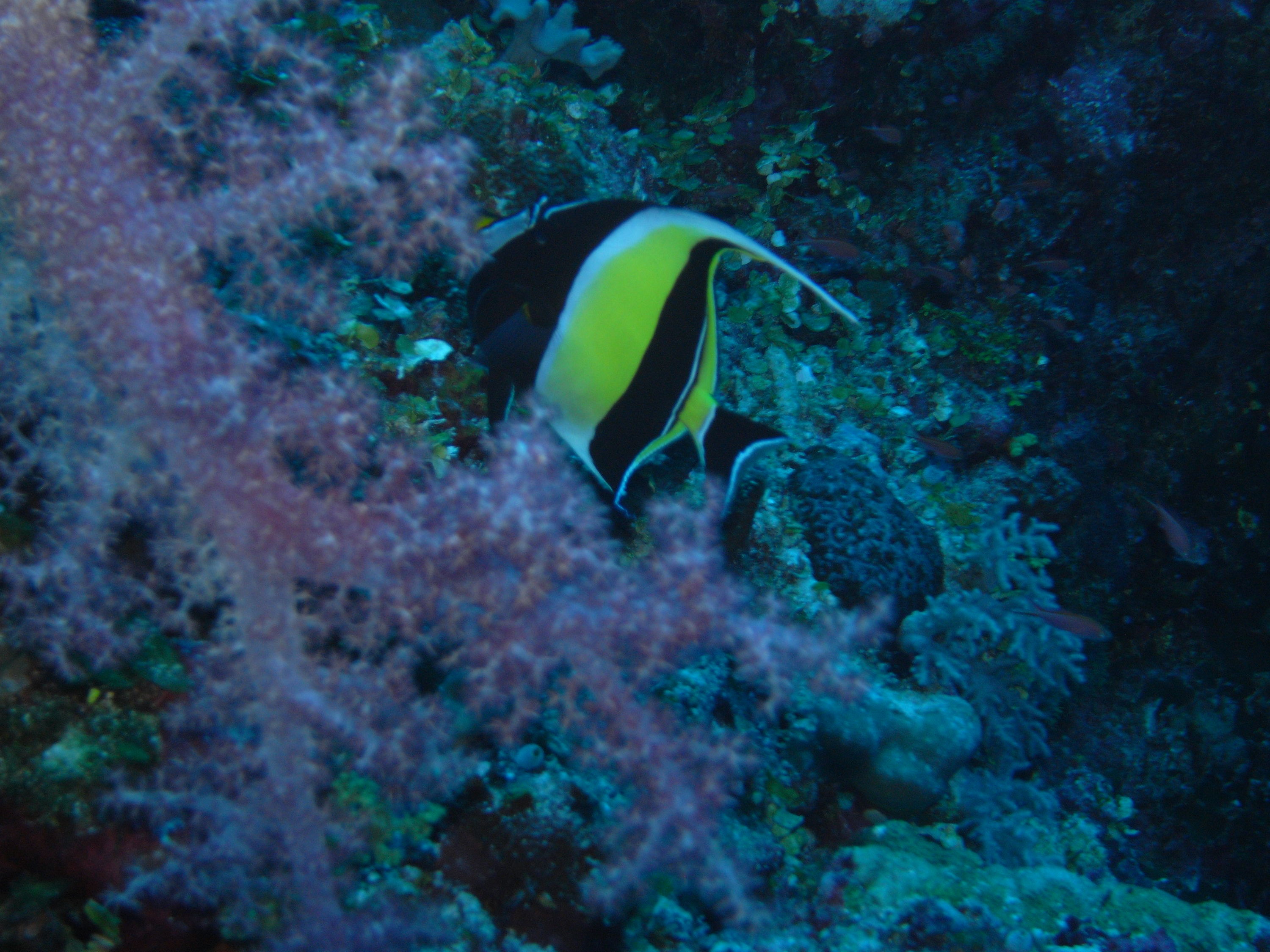 palau diving, pacific rim resort