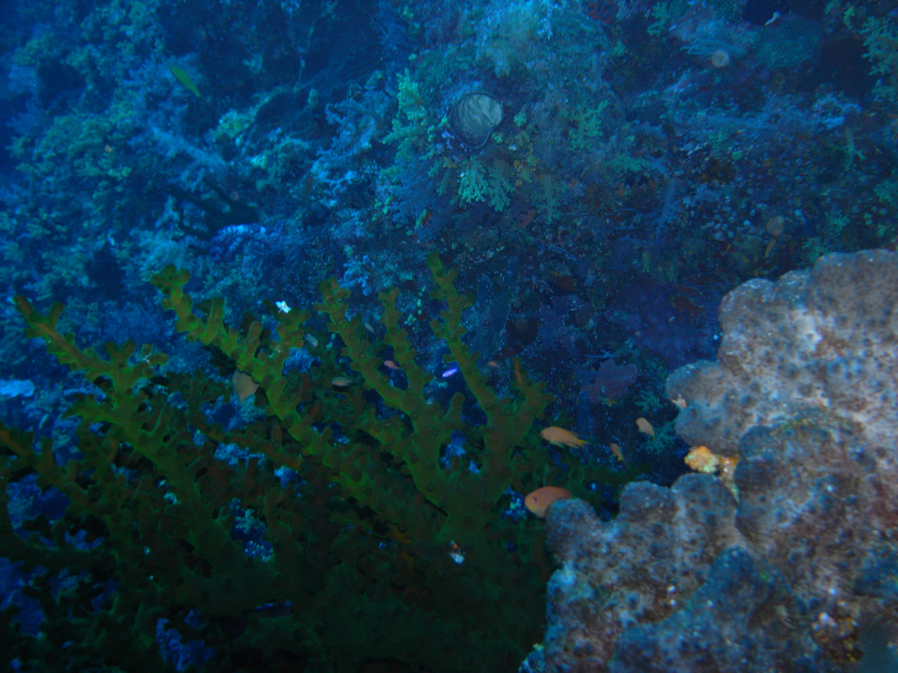 palau diving with Bart