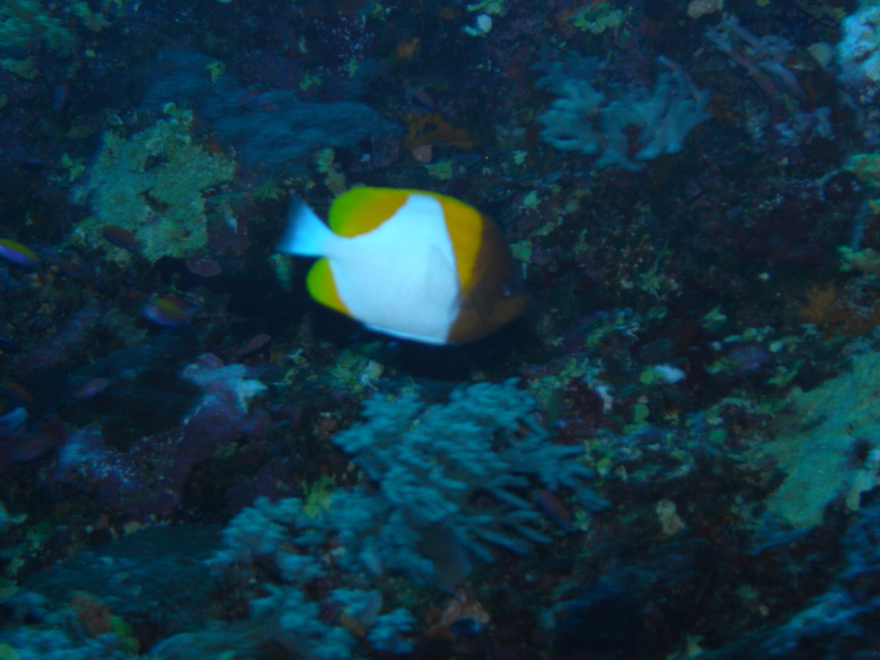 palau diving