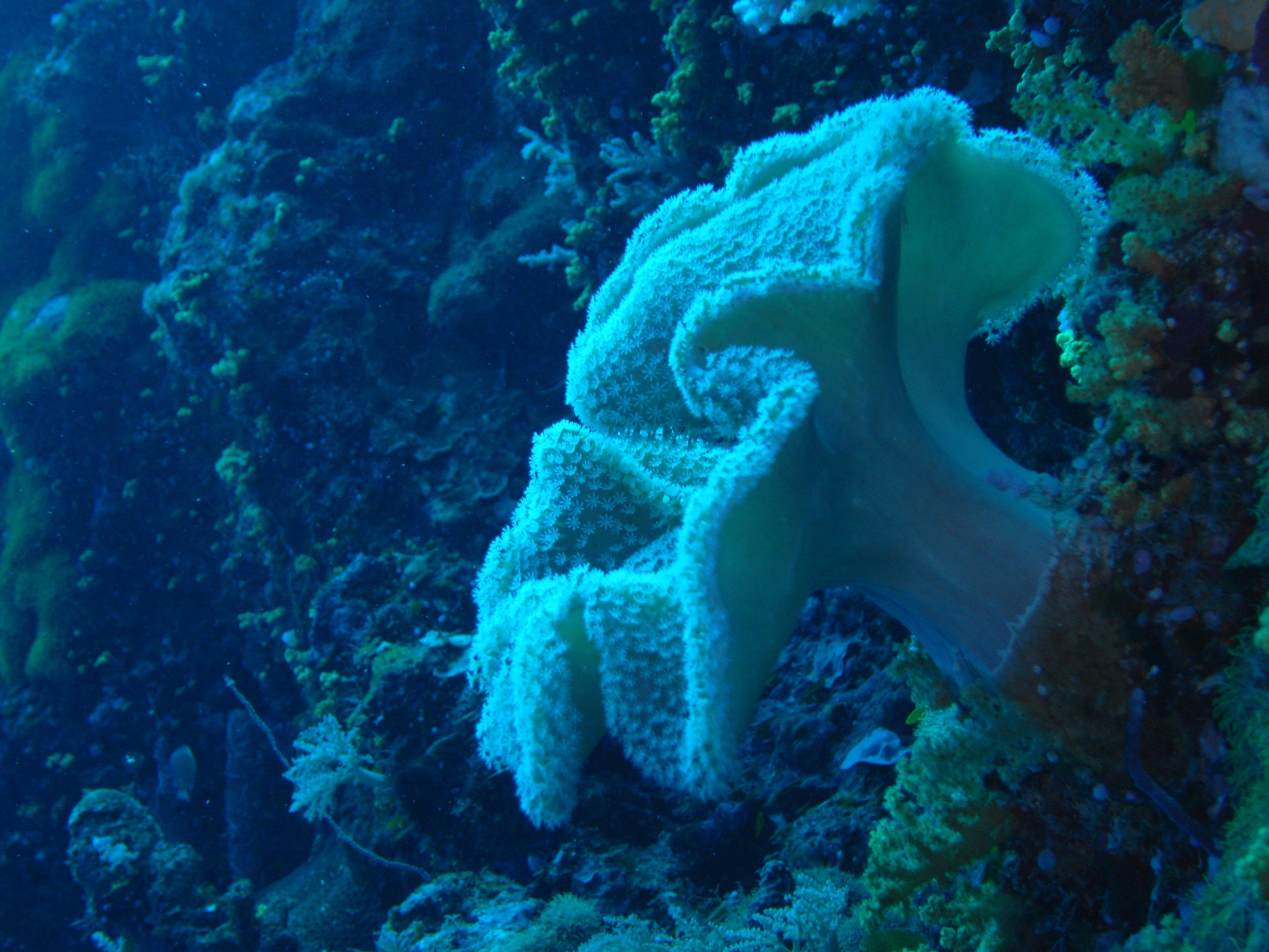 palau diving