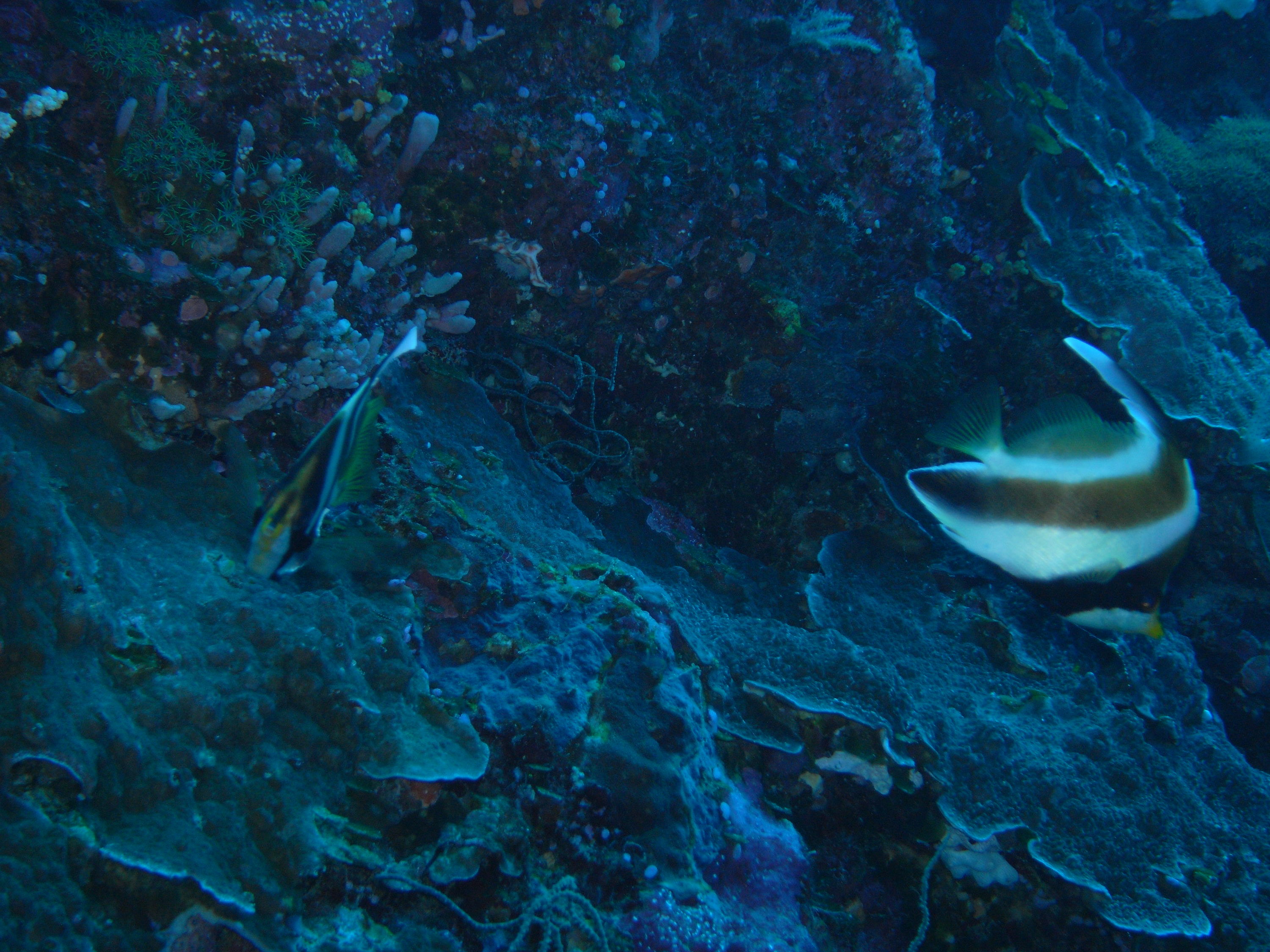 palau diving