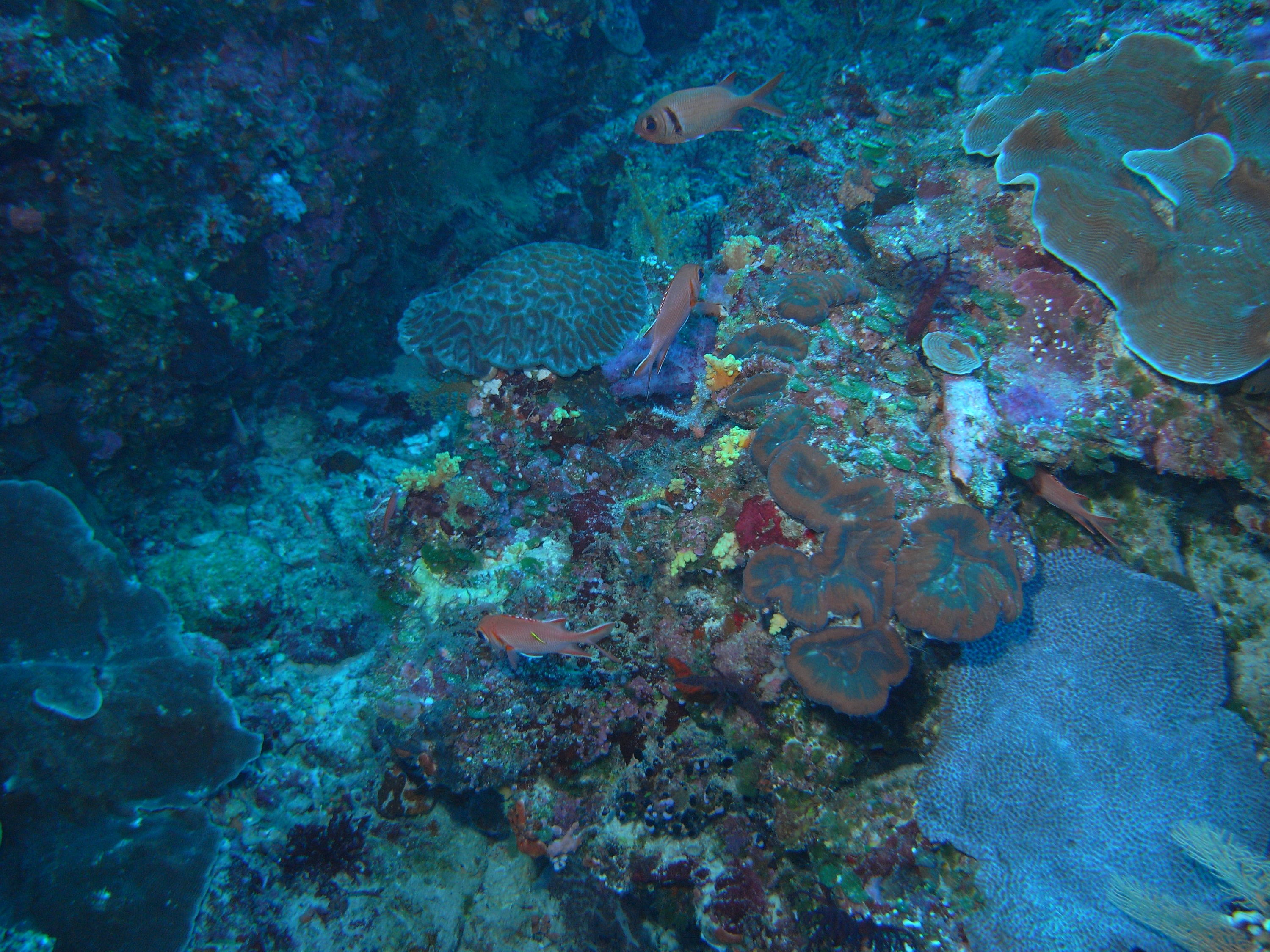 palau , outside reef , giant clams,big eye johns , damsels