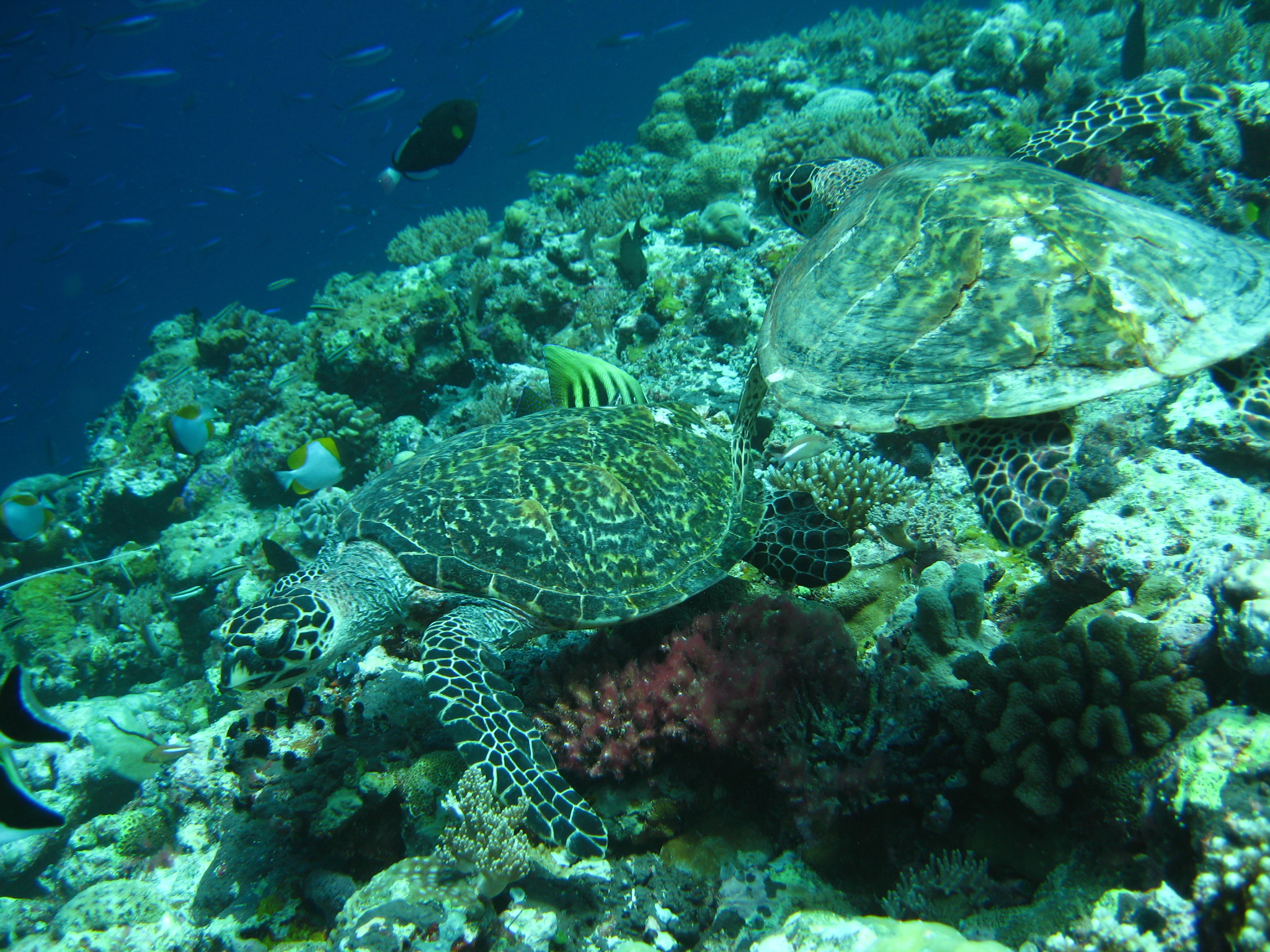 Palau_2006_-_01611