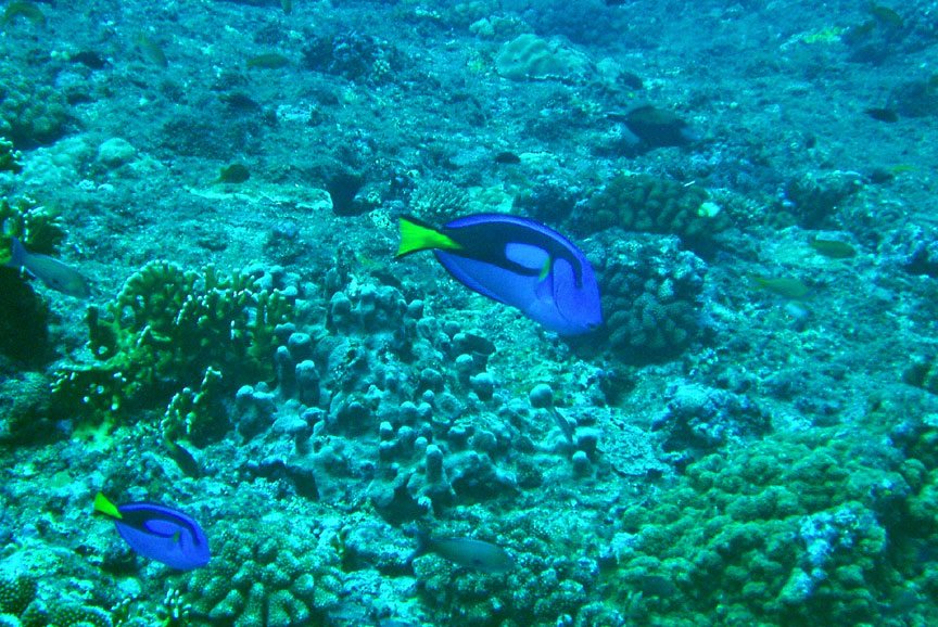 Palette Surgeonfish