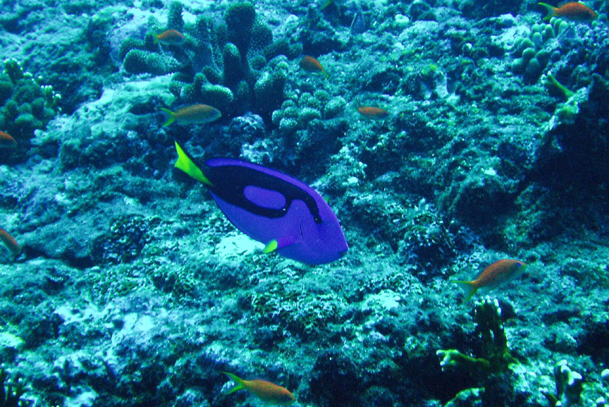 Palette Surgeonfish