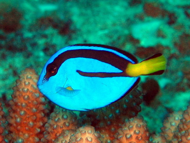 Palette Surgeonfish