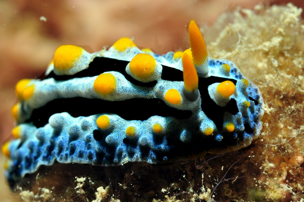 palm nudi